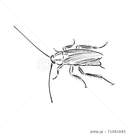 cockroach insect pest, realistic vector sketch 71081685