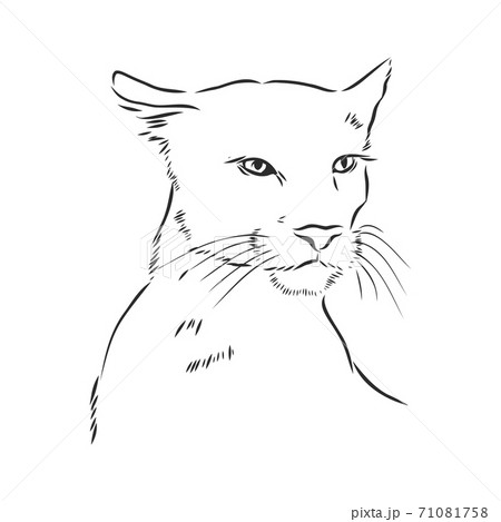 Hand-drawn vector illustration portrait of puma. 71081758