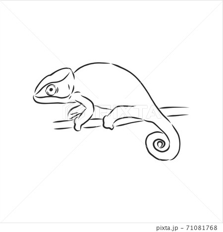 Sketch Of Chameleon Hand Drawn Vectorのイラスト素材