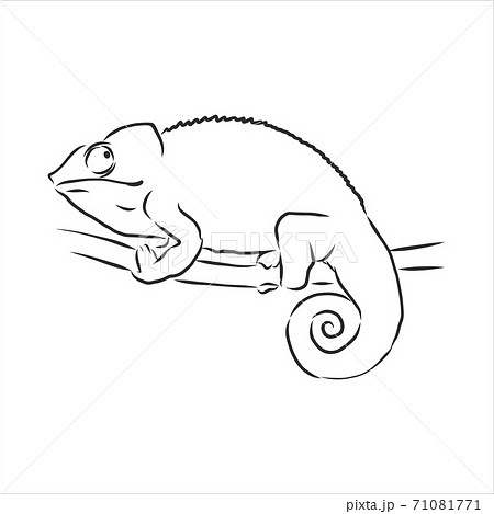 Sketch Of Chameleon Hand Drawn Vectorのイラスト素材