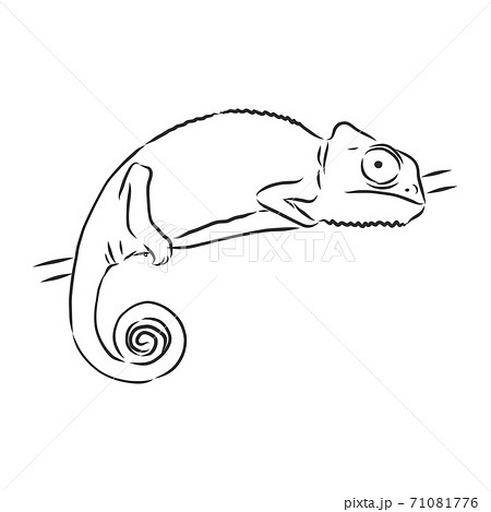 Sketch Of Chameleon Hand Drawn Vectorのイラスト素材