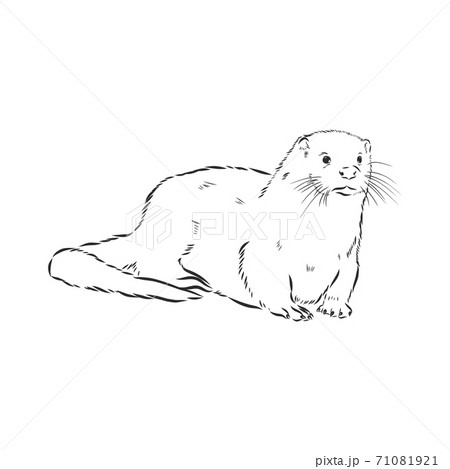 Vector Animal River Common Otter Otter Seaのイラスト素材