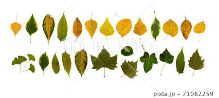 Set of Dry Leaves Isolated on White Background 71082259