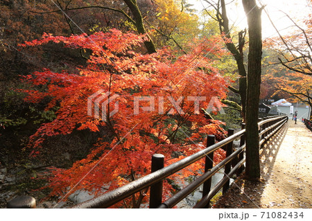 紅葉 秋 ボヒョンボン 71082434