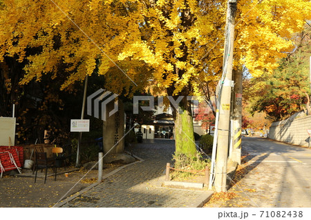 風景 紅葉 秋 71082438