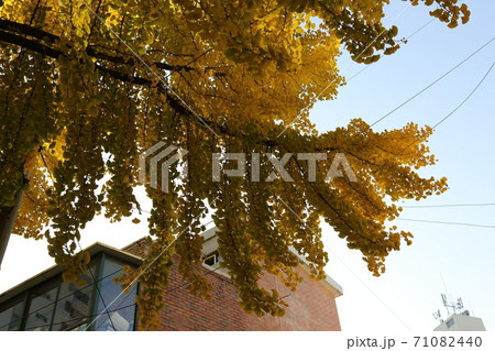 韓国 紅葉 秋 71082440