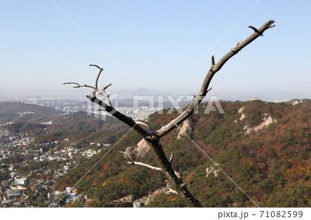 景色 秋 紅葉 71082599