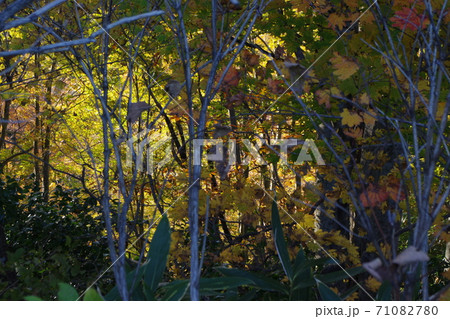 紅葉狩り 紅葉狩り 71082780