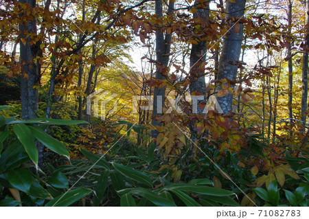 紅葉狩り 71082783