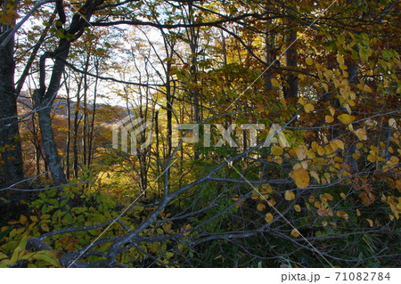 紅葉狩り 71082784