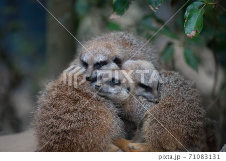 動物の園 動物の園 71083131