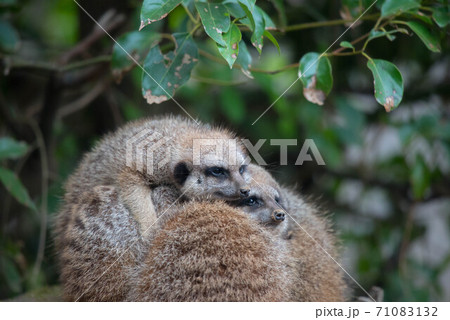 動物の園 動物の園 71083132