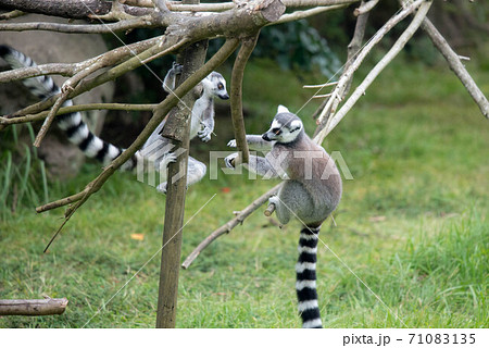 動物の園 動物の園 71083135