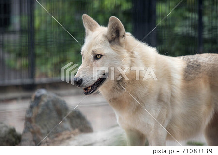 動物の園 動物の園 71083139