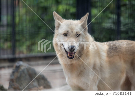 動物の園 71083141