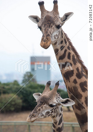 動物の園 動物の園 71083142