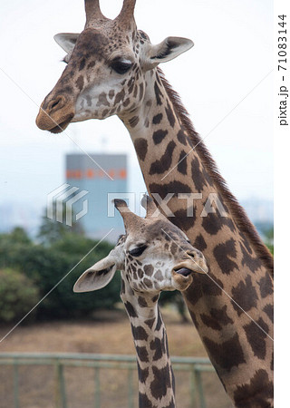 動物の園 動物の園 71083144