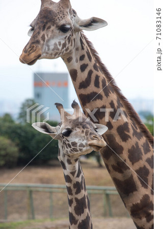 動物の園 71083146