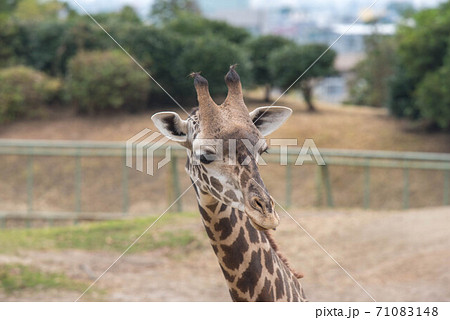 動物の園 71083148