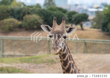 動物の園 動物の園 71083150