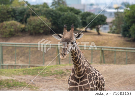 動物の園 動物の園 71083153