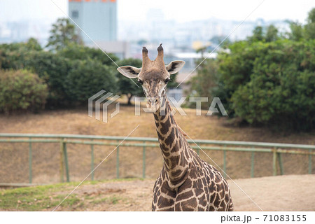 動物の園 動物の園 71083155
