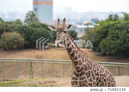 動物の園 動物の園 71083156