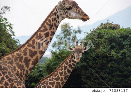 動物の園 動物の園 71083157