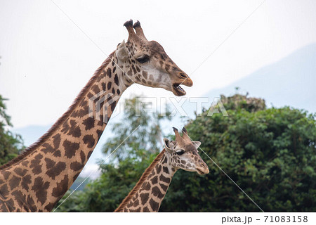 動物の園 71083158