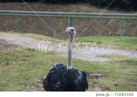 動物の園 71083160