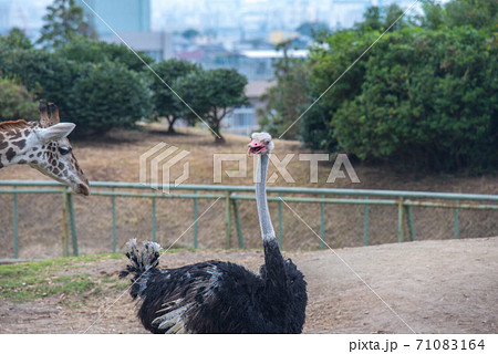 動物の園 動物の園 71083164