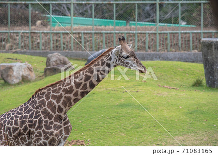 動物の園 動物の園 71083165