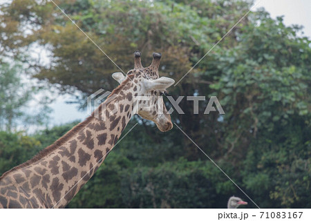 動物の園 動物の園 71083167