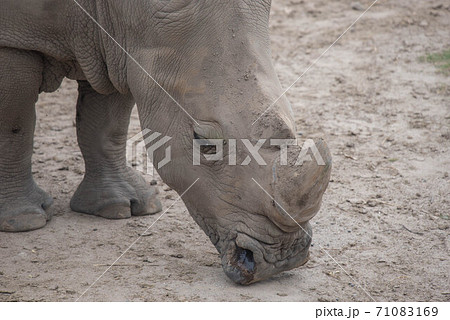 動物の園 動物の園 71083169