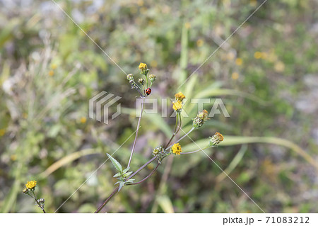 ひっつき虫 (コセンダングサ)にとまるテントウムシ 71083212
