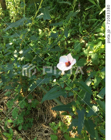 一輪咲いた姫芙蓉の花 71083380