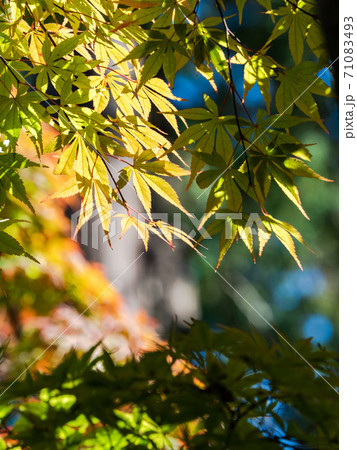 多摩の色づき始めた紅葉 多摩の色づき始めた紅葉 71083493
