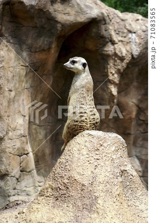 動物 ソウル大公園 動物園 71083565