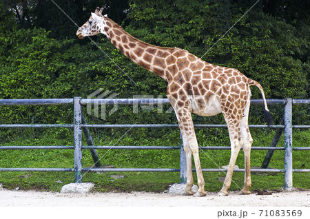動物 ソウル大公園 草食動物 71083569