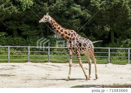 動物 キリン ソウル大公園 71083660