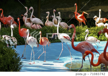 動物 ソウル大公園 動物園 71083742