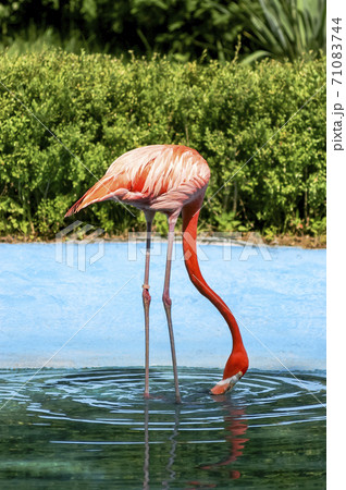 動物 ソウル大公園 動物園 71083744