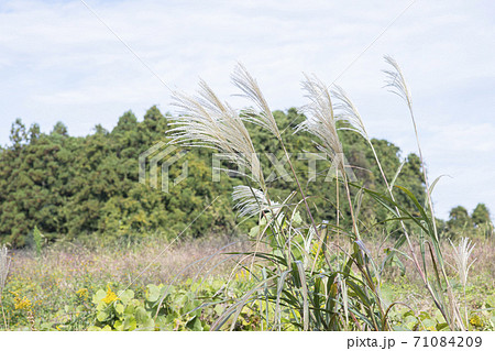 ススキの生えてる風景 71084209
