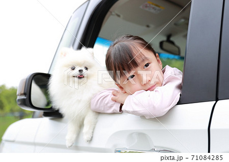 乗用車の助手席から顔を出す愛犬ポメラニアンと女の子 71084285