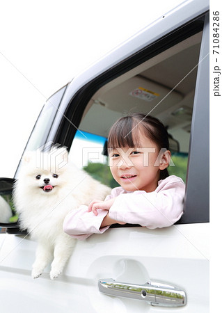 乗用車の助手席から顔を出す愛犬ポメラニアンと女の子 71084286