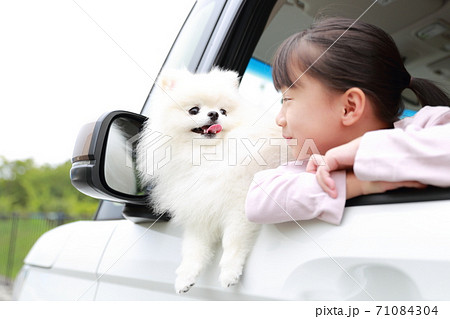 乗用車の助手席から顔を出す愛犬ポメラニアンと女の子 71084304