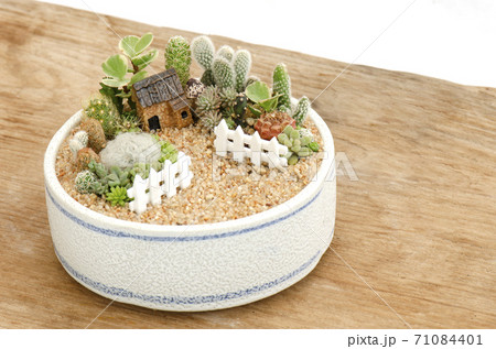 Stone house miniature model with cactus and succulent terrarium houseplant fairy garden in white ceramic planter on wood table top background Stone house miniature model with cactus and succulent terrarium houseplant fairy garden in white ceramic planter on wood table top background 71084401