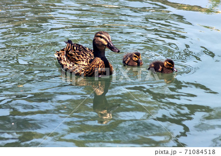 Duck on the water Duck on the water 71084518
