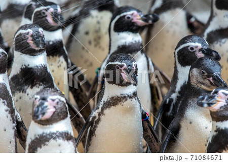 ペンギンの一団 ペンギンの一団 71084671
