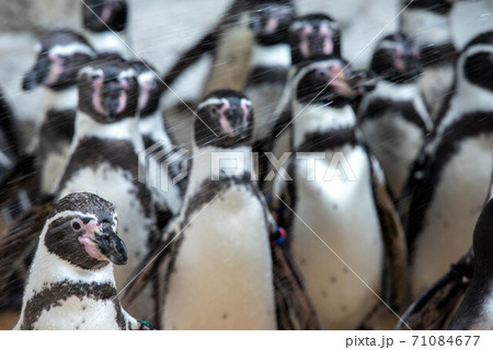 ペンギンの一団 ペンギンの一団 71084677
